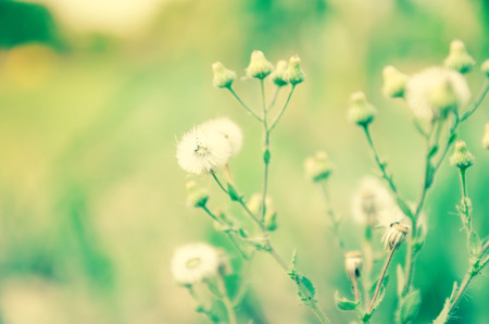 Flowering beatiful red clover in meadowの写真素材