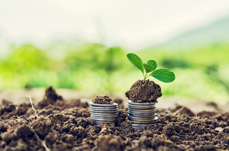 Golden coins in soil with young plant. Money growth concept.