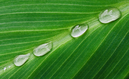 Dew droplets on green leavesの写真素材