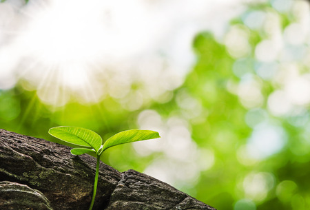 small tree growth at stoneの写真素材