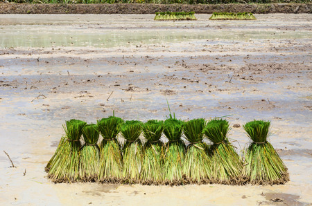 Farmers are planting rice in the farm.の写真素材