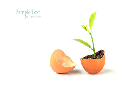 Growing green plant in egg shell isolated on white background.