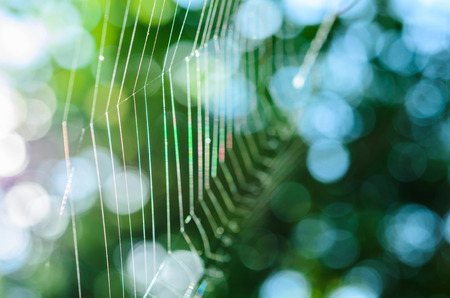 spider web with no spider and sunshineの写真素材