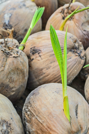Sprout of coconutの写真素材