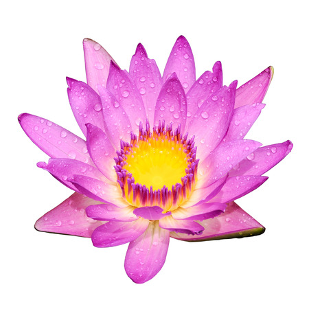 purple lotus flower on a white backgroundの写真素材