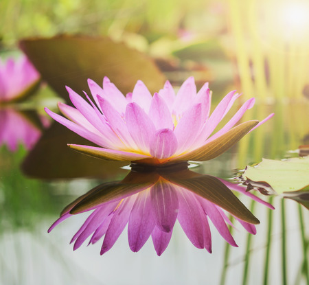 lotus flower backgroundの写真素材