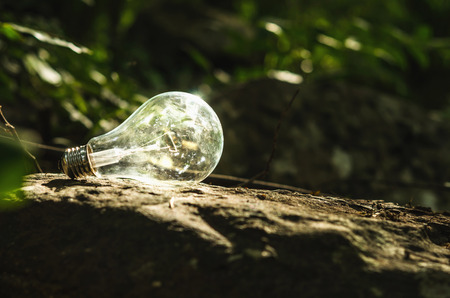 Lightbulb concept in forest natureの写真素材