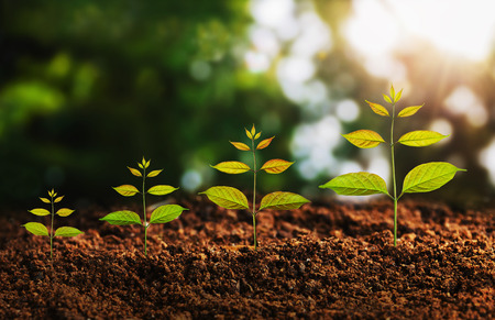 Young plant growing concept idea and sunlight green bokeh background