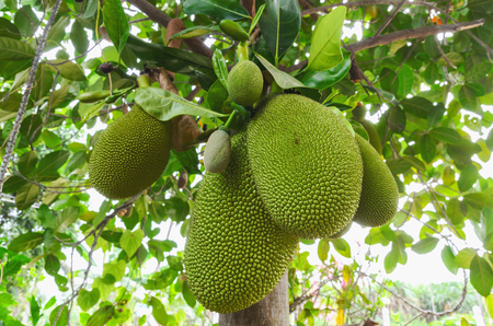 green group jack fruit on the tree