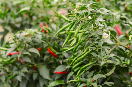 Red chili peppers on the tree in garden.の写真素材
