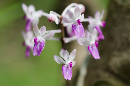 wild orchid flower at tropical in forest thailandの写真素材