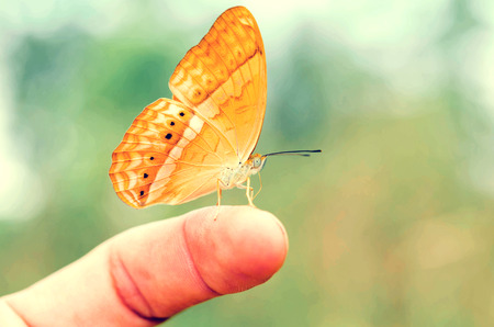 Butterfly on hand in nature and green backgroundの写真素材
