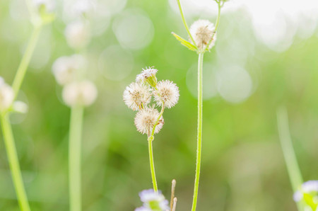 white flower wild on green background at season springの写真素材