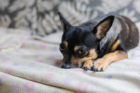 cute dog on Gray Sofa at Homeの写真素材