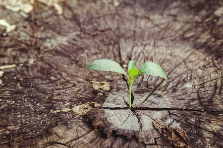 small tree on wood backgroundの写真素材