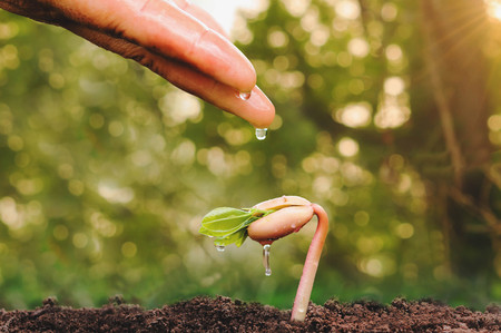 Close up female hand watering small tree and sun lightの写真素材
