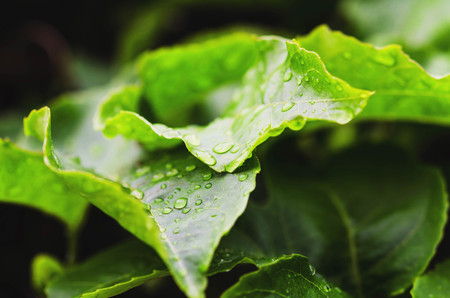 closeup green leaf with water drops after rainの写真素材