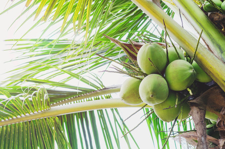 coconut tree with skyの写真素材