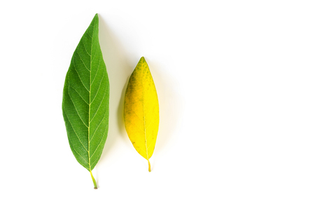 green and yellow leaf custard apple on white backgroundの写真素材
