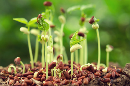 group seeding plant growing in natureの写真素材