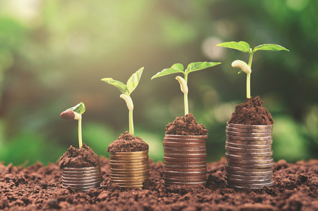 plant money growing concept finance accountingの写真素材