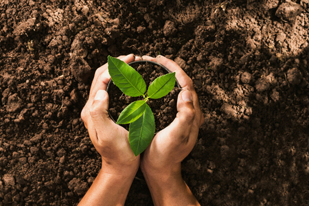 hand holding seed tree in bag for planting into soilの写真素材