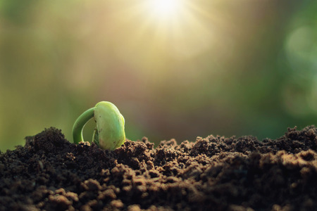 green sprout growing plant with sunlightの写真素材