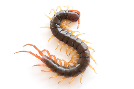 dangerous giant centipede isolate on white backgroundの写真素材