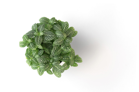 top view green plant in pot isolate on white backgroundの写真素材