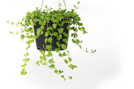green plant in pot isolate on white backgroundの写真素材
