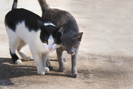 two cat lovelyの写真素材