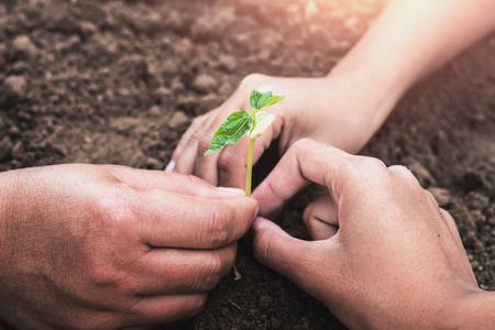 Concept eco hand helping planting young tree in gardenの写真素材
