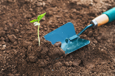 planting young tree in garden with sunshineの写真素材