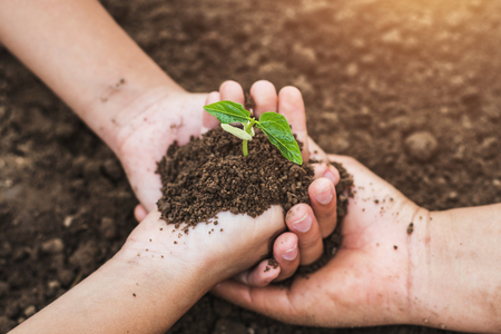 concept eco hand helping holding protection young plantの写真素材