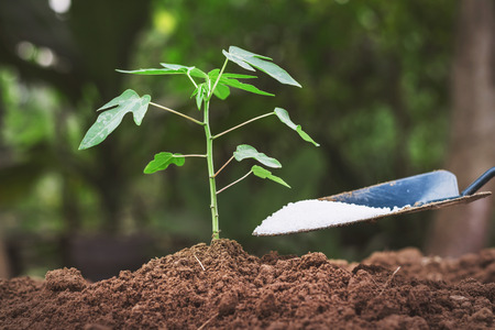 Garmer giving fertilizer young tree in gardenの写真素材