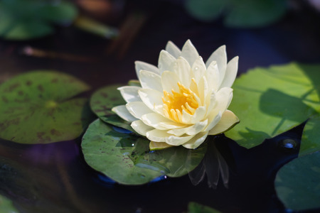 beauty white lotus in pond wiht green leaf on water