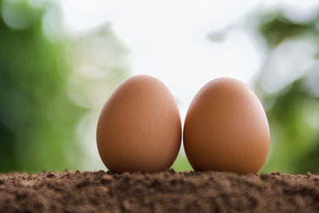 two egg on soil with green nature background and sunshineの写真素材