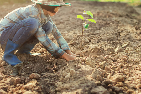 young woman planting the tree in garden. concept green worldの写真素材