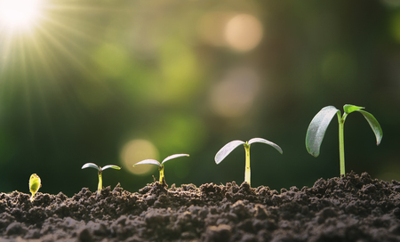 young plant growing step in garden with sunlight. eco conceptの写真素材