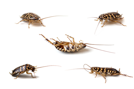 cockroach isolate on white backgroundの写真素材