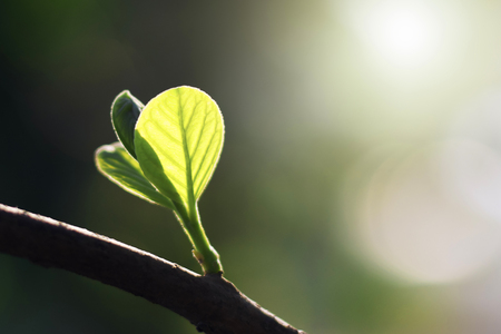 green leaf with sunshine in nature