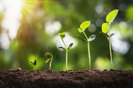 soybean growth in farm with green leaf background. agriculture plant seedling growing step concept