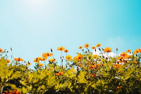 yellow flower cosmos bloom with sunshine and blue sky backgroundの写真素材