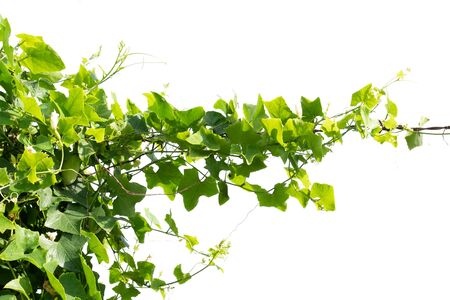 ivy plant isolate on white backgroundの写真素材