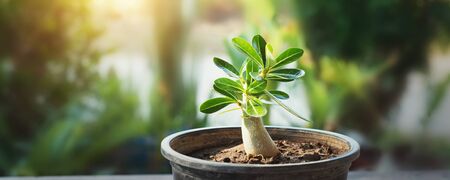 small tree on pot in garden with sunshineの写真素材