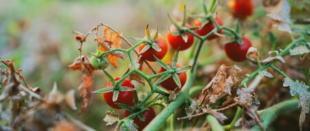 ripe tomato on branch in garden