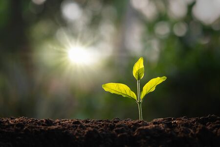 small tree growing in garden with morning light. concept eco and save earth