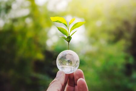 hand holding globe glass and tree growing green nature background. environment eco day conceptの写真素材