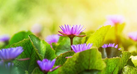 violet lotus with green leaf in pond and sunshine