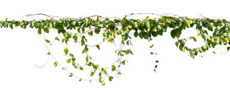 ivy plant hanging on electric wire isolate on white backgroundの写真素材